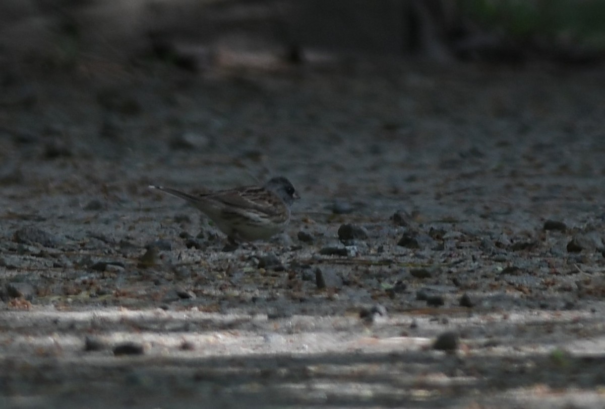 Вівсянка сибірська - ML646221229