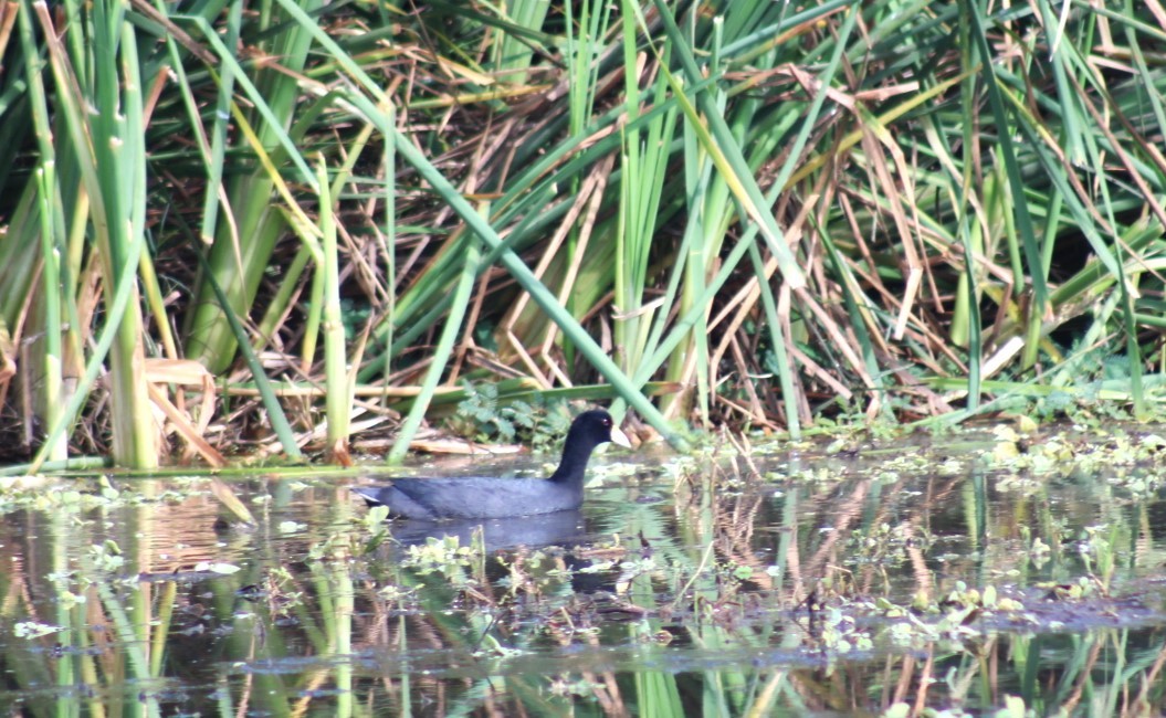 Slate-colored Coot - ML646221230