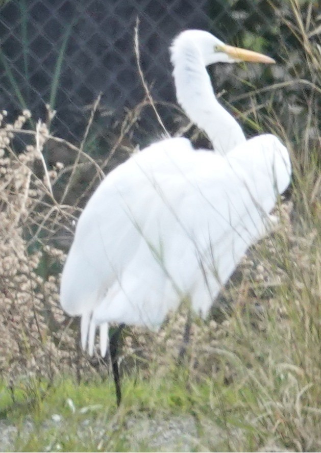 Koartza zuria - ML646221232