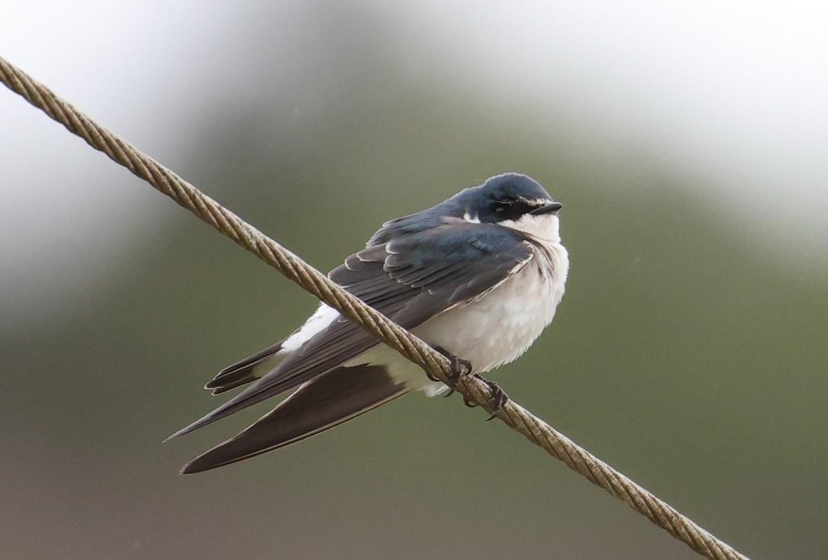 vlaštovka bělokostřecová - ML646221240