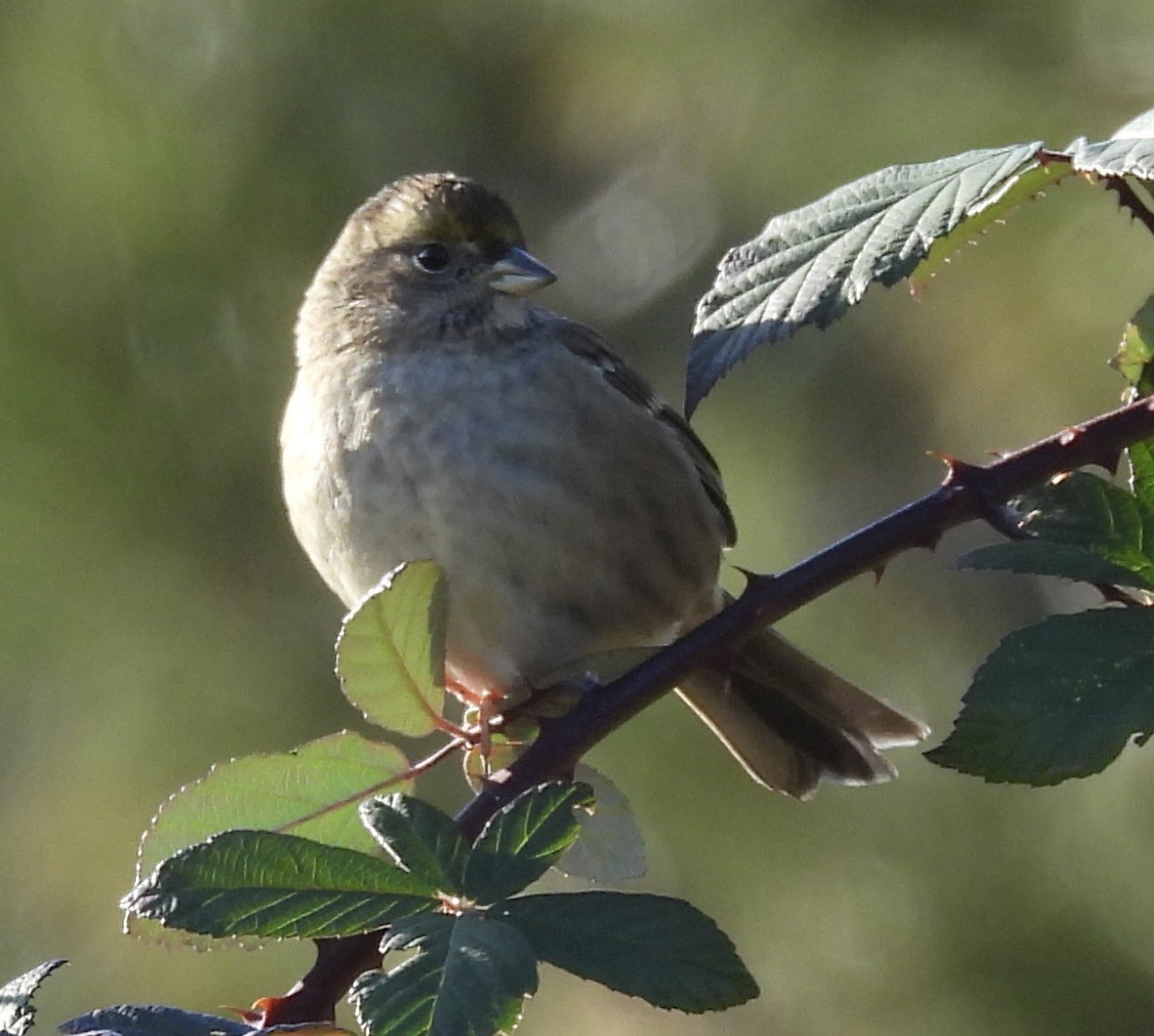 Golden-crowned Sparrow - ML646221242