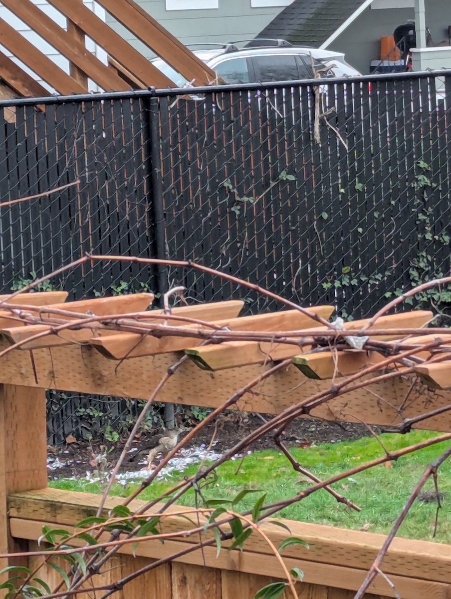 Cooper's Hawk - ML646221244