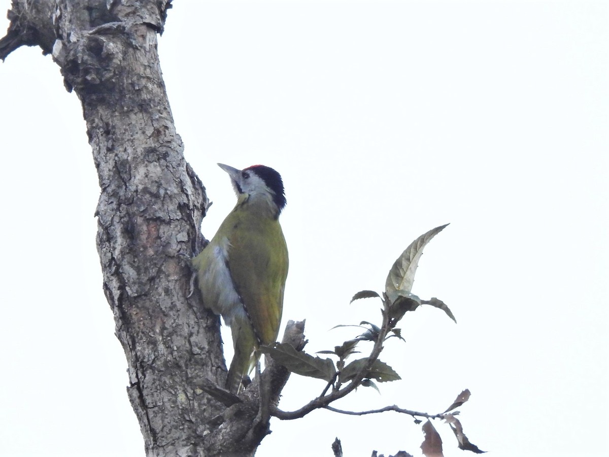 Pic cendré - ML646221248