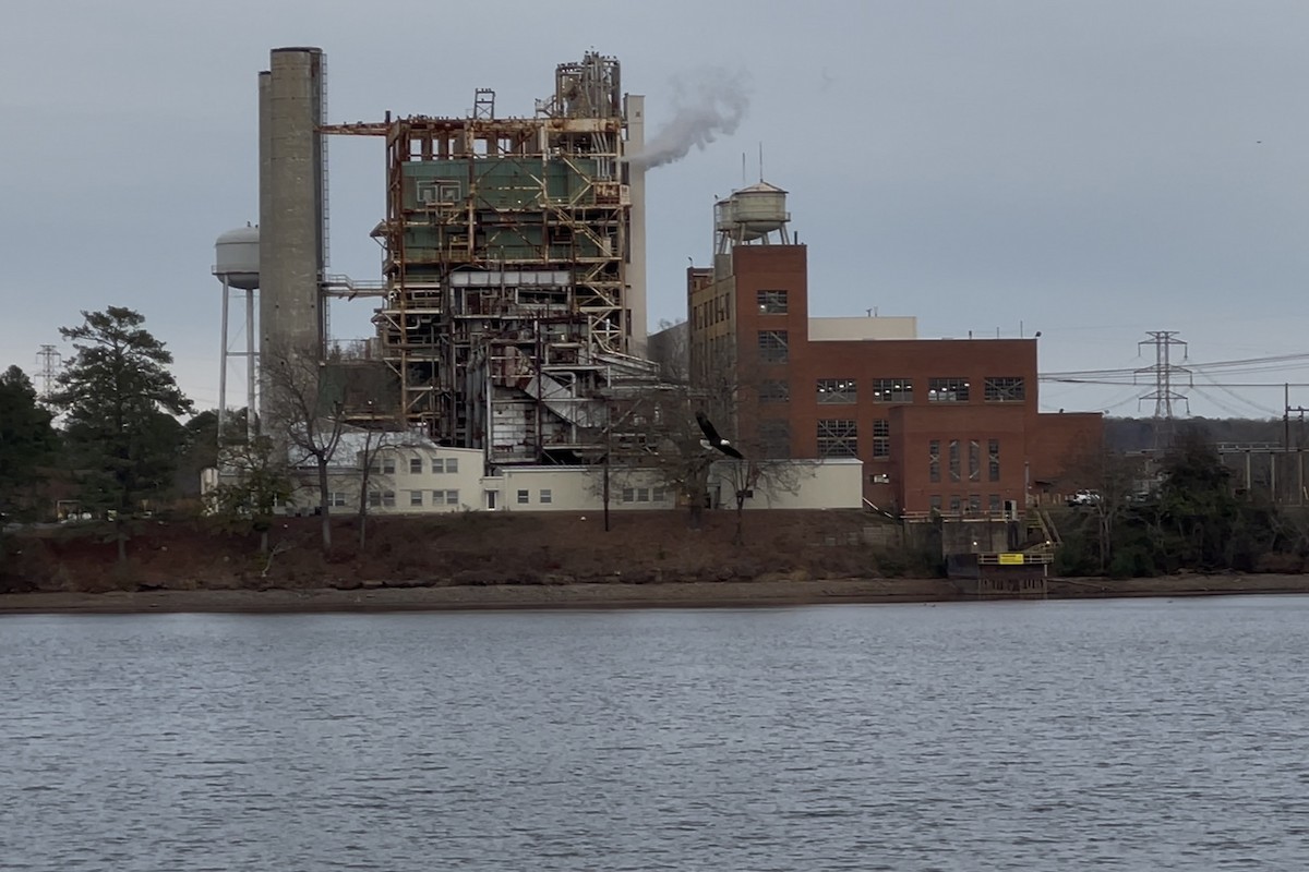 Pygargue à tête blanche - ML646221258