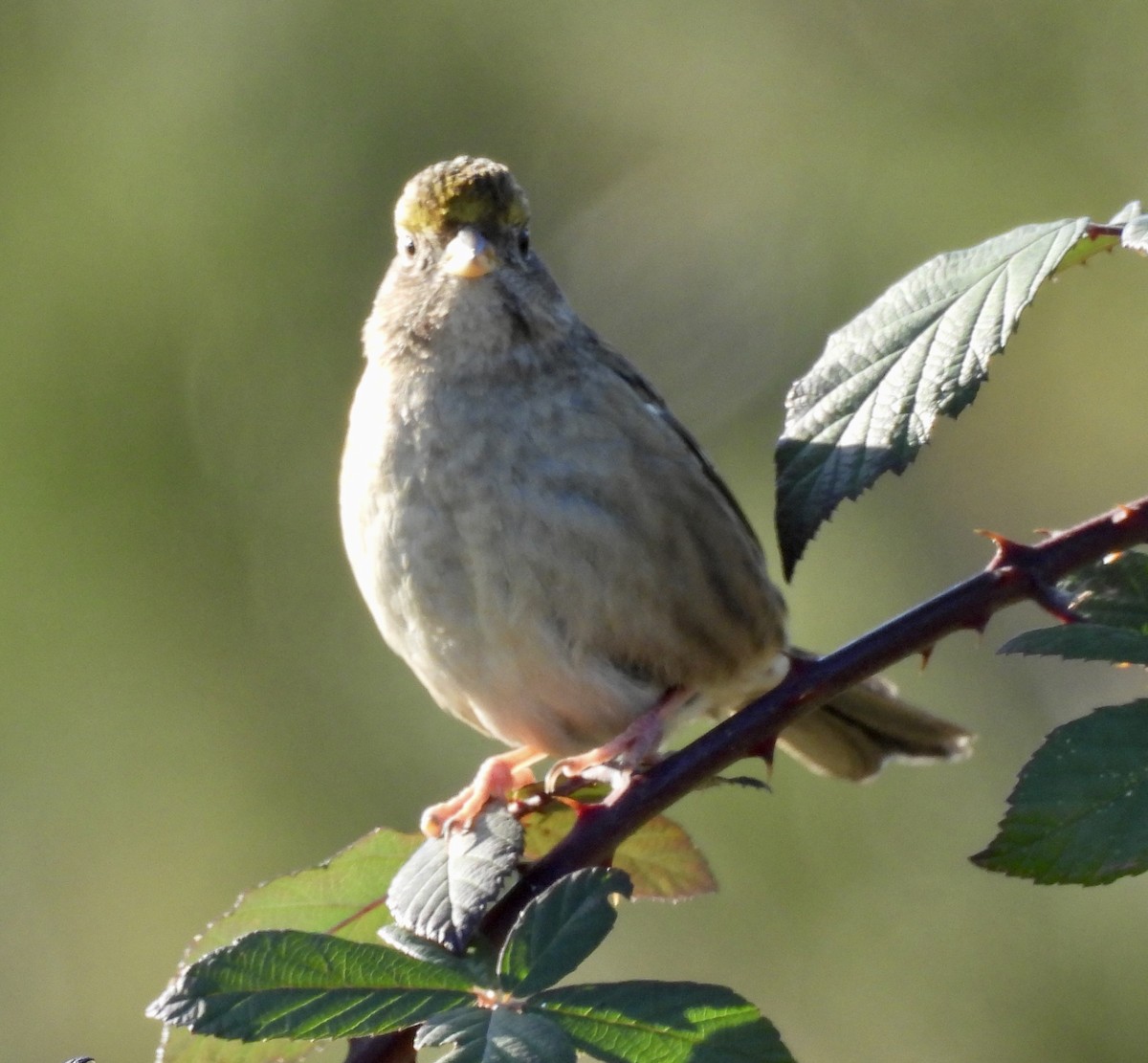 Golden-crowned Sparrow - ML646221264