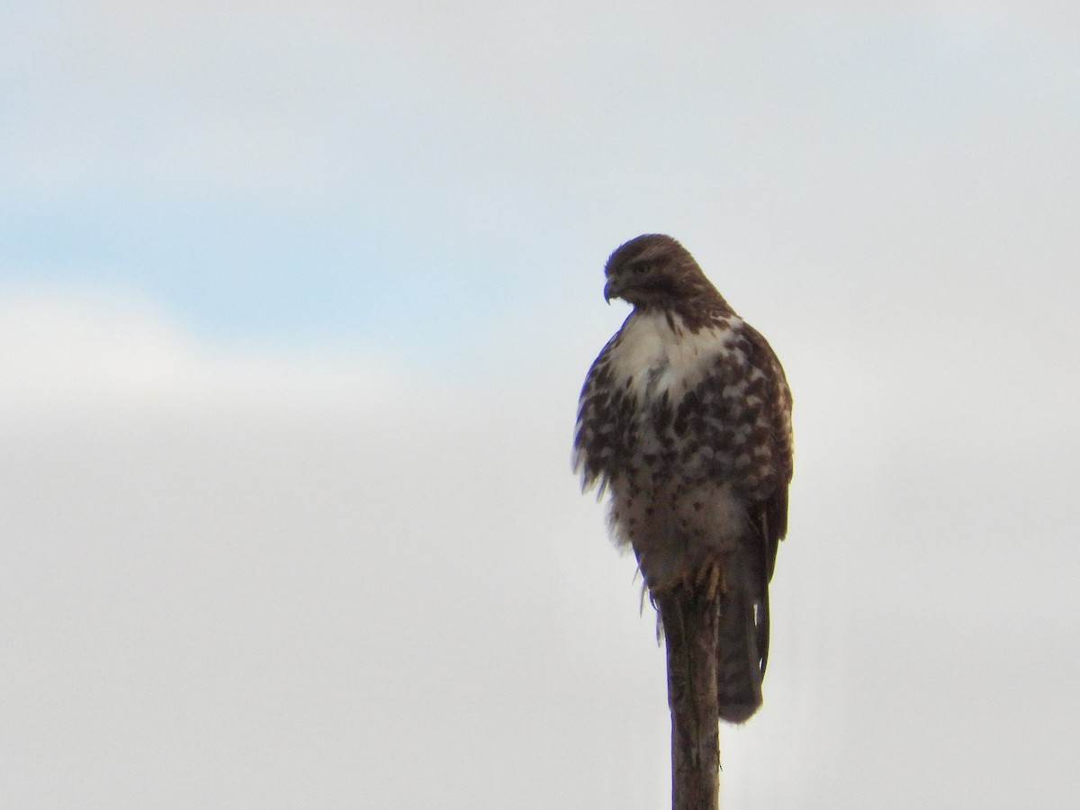 Red-tailed Hawk - ML646221265