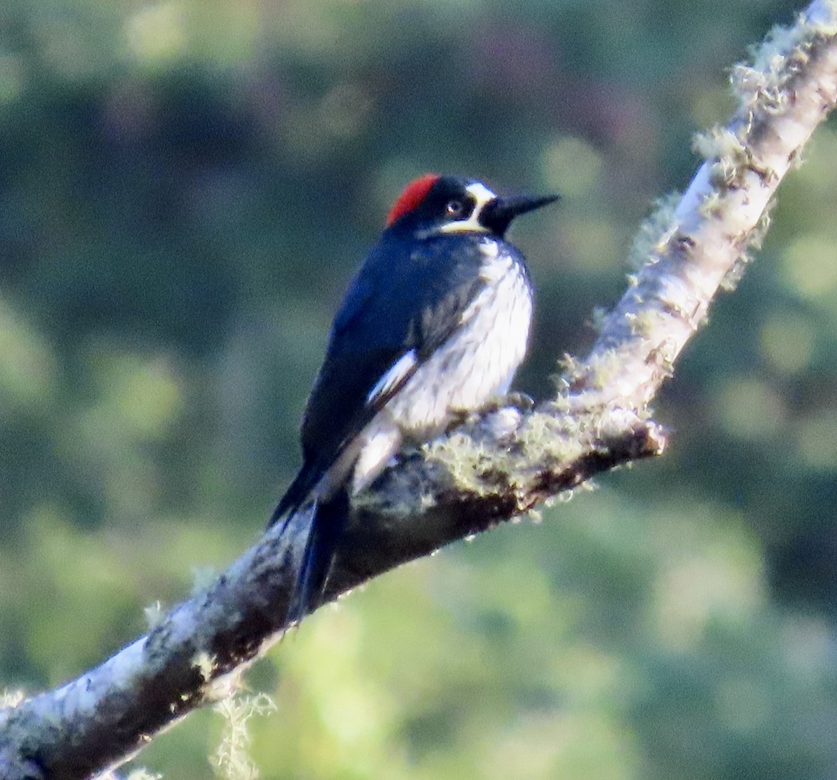 Acorn Woodpecker - ML646221269