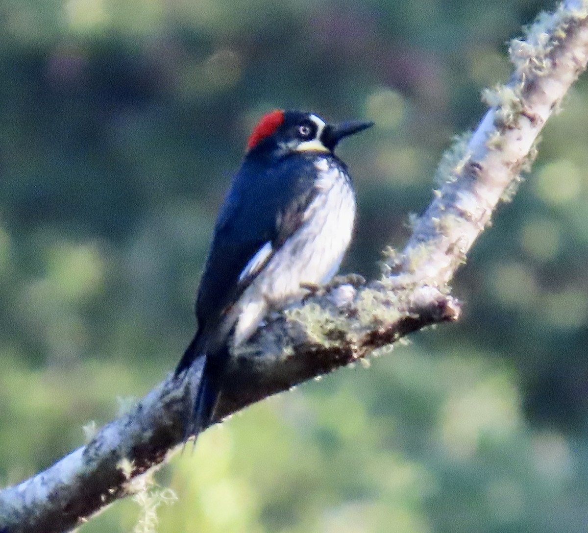 Acorn Woodpecker - ML646221270