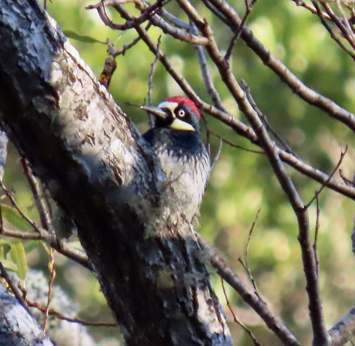 Acorn Woodpecker - ML646221271