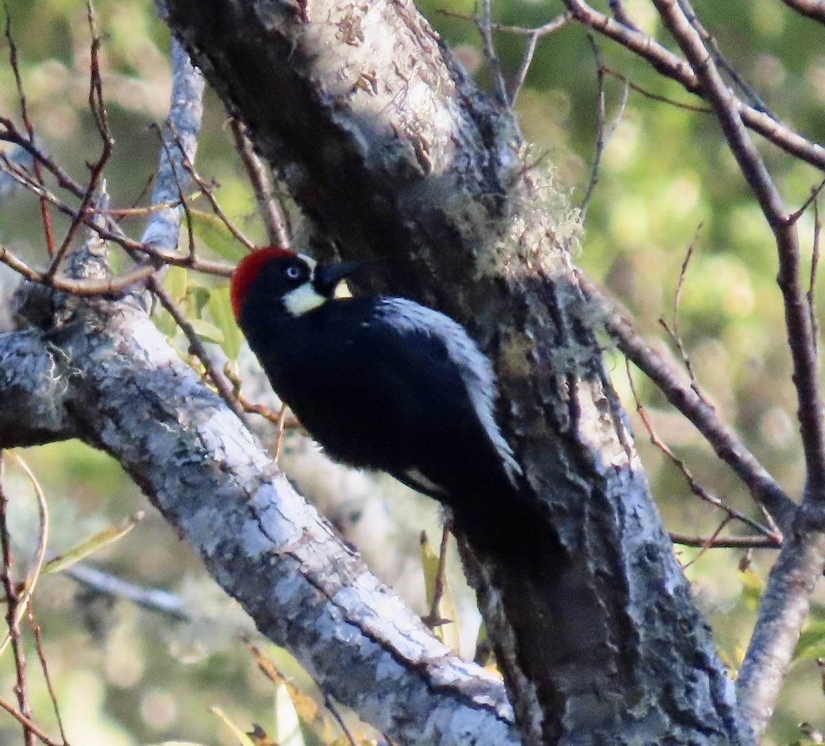 Acorn Woodpecker - ML646221272