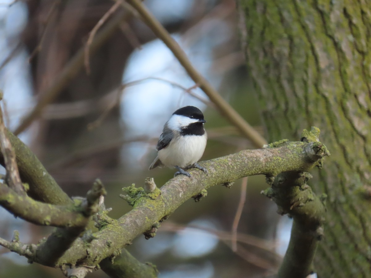 Black-capped Chickadee - ML646221276