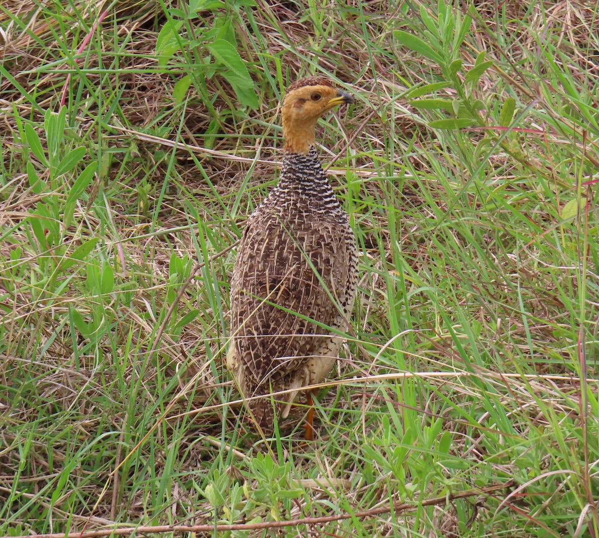Coqui Francolin - ML646221282