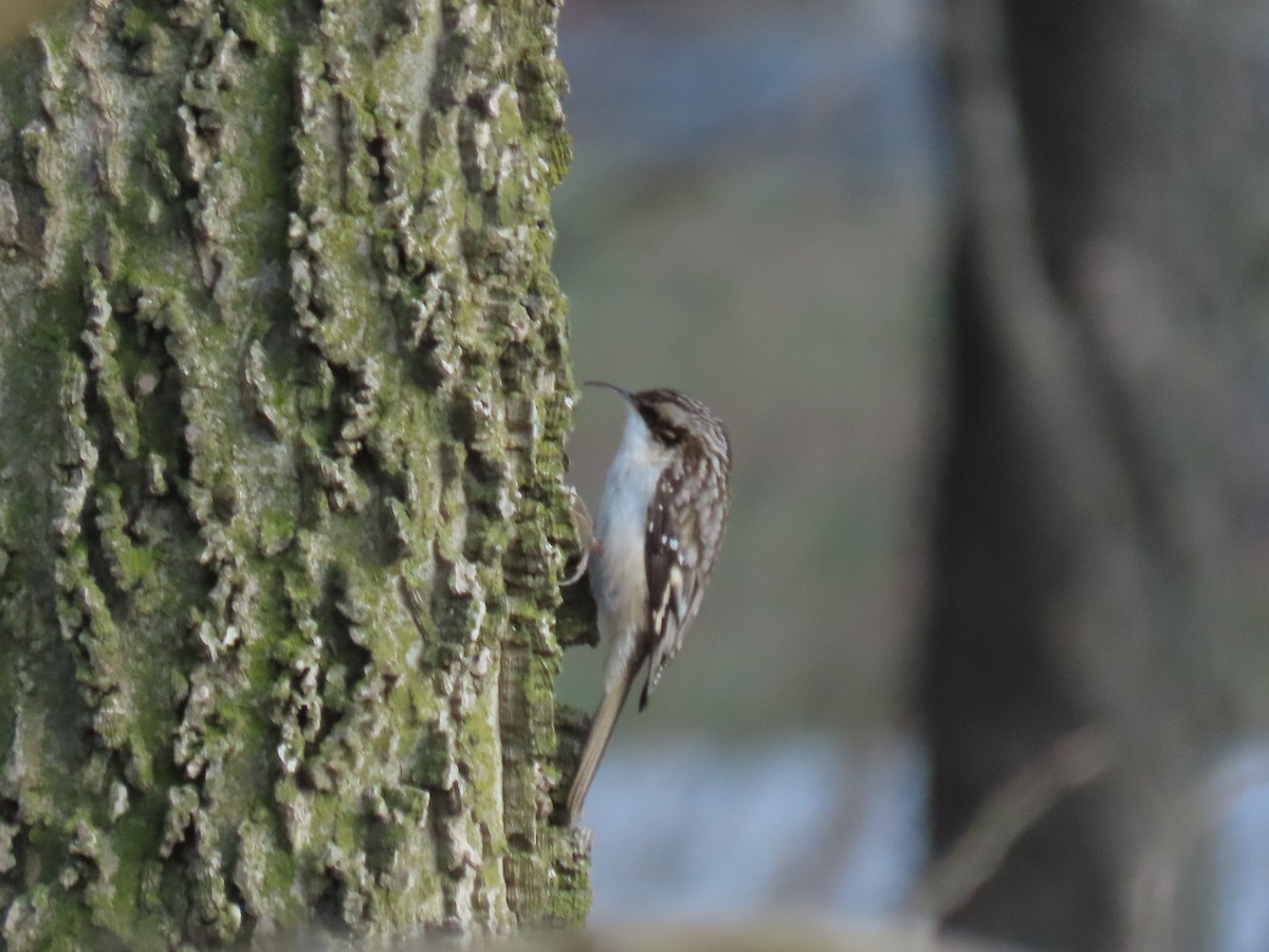 Brown Creeper - ML646221288