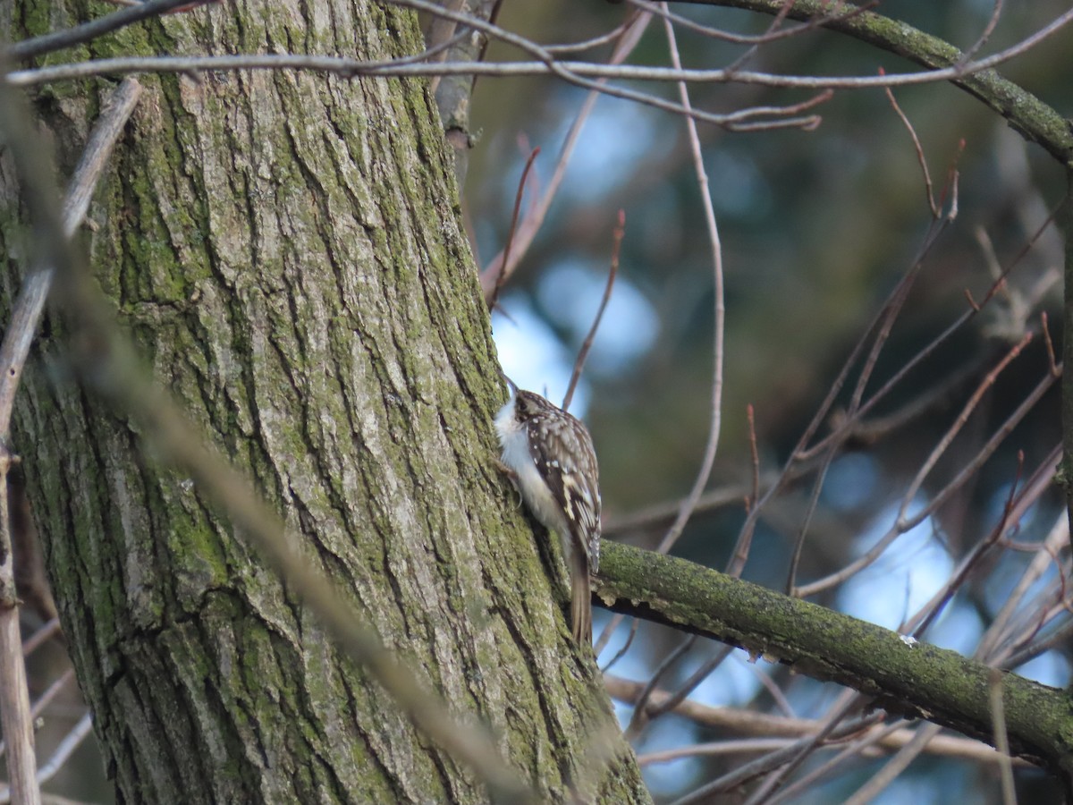 Brown Creeper - ML646221294