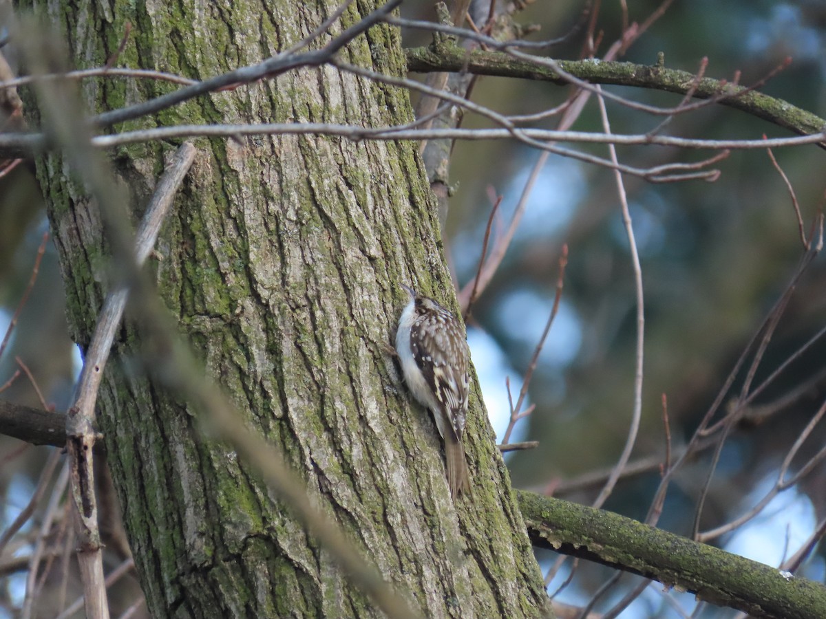 Brown Creeper - ML646221295