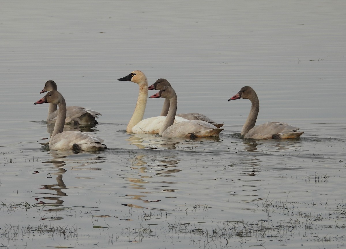 Tundra Swan - ML646221296