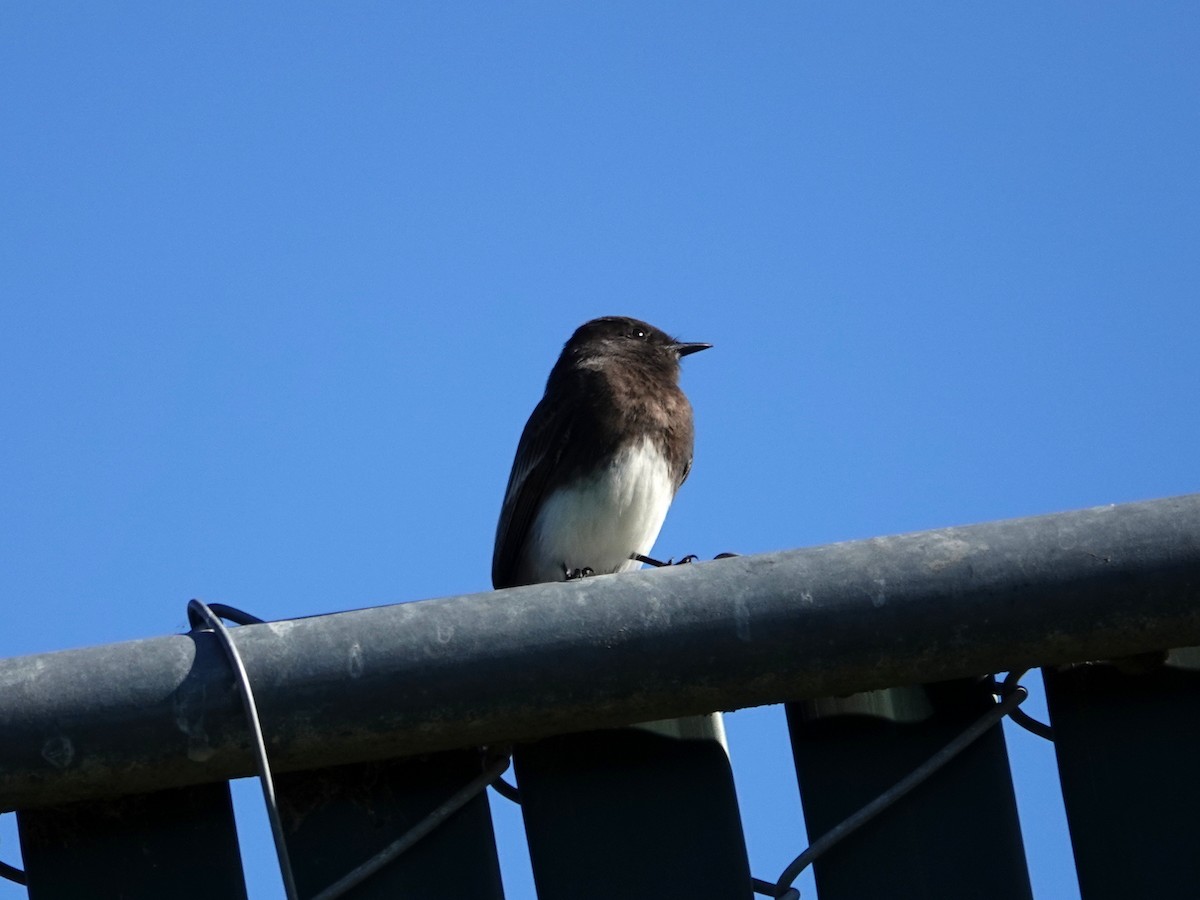 Black Phoebe - ML646221303