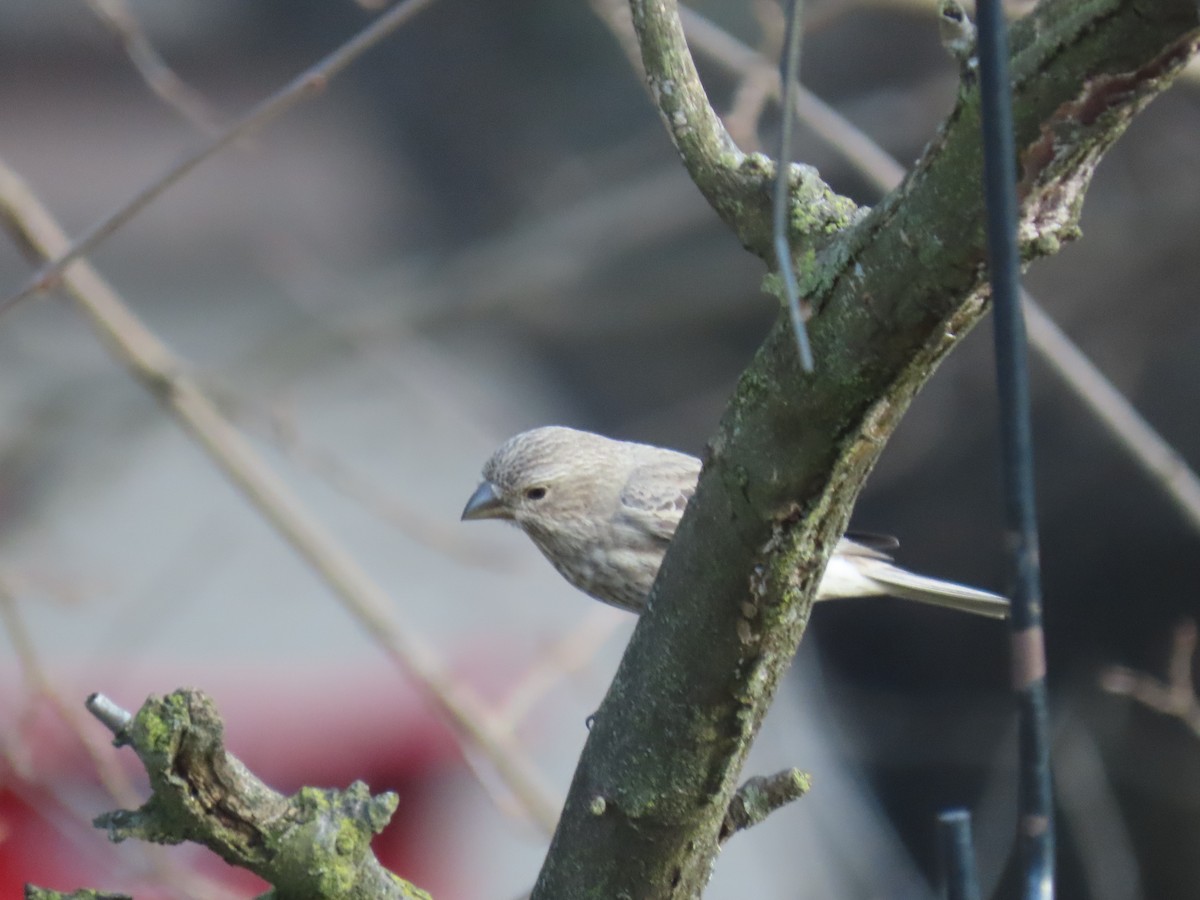 House Finch - ML646221307