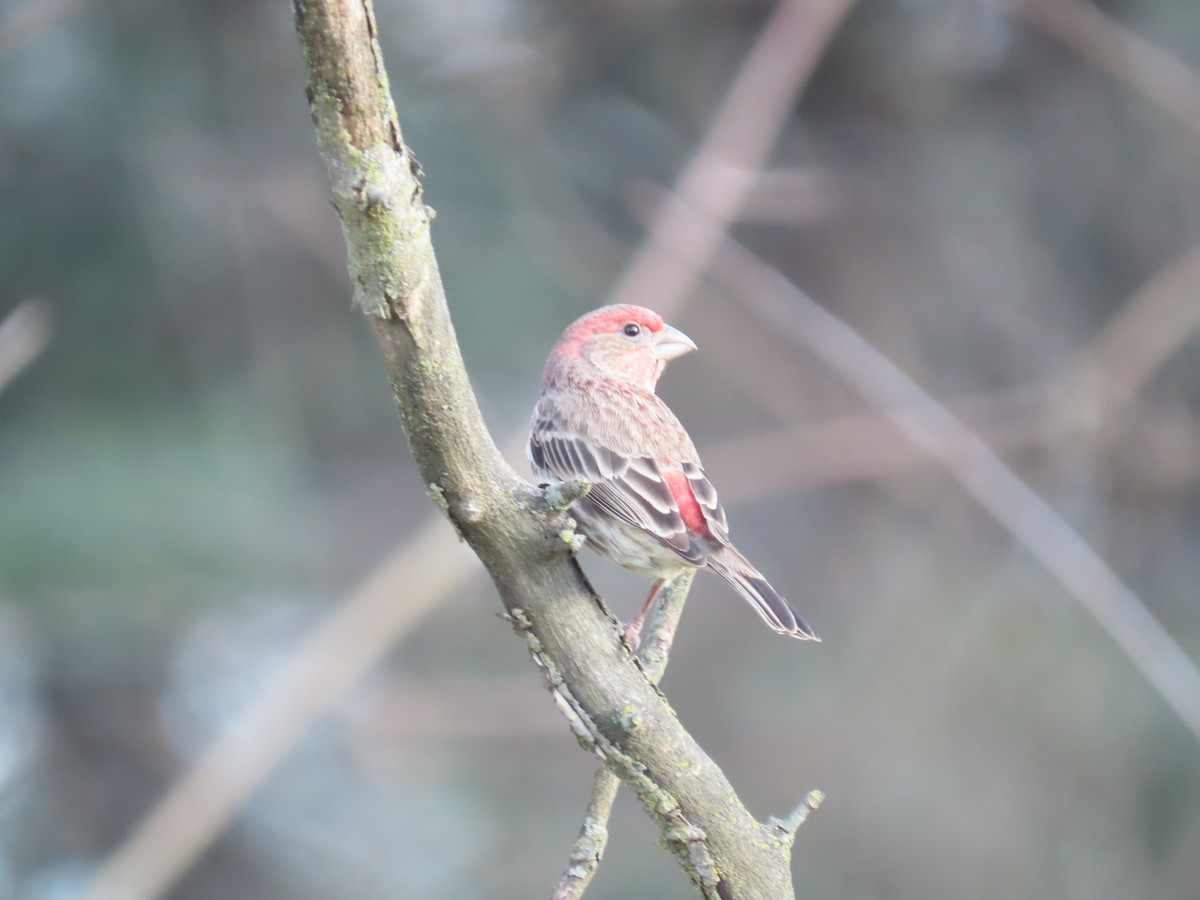 House Finch - ML646221308