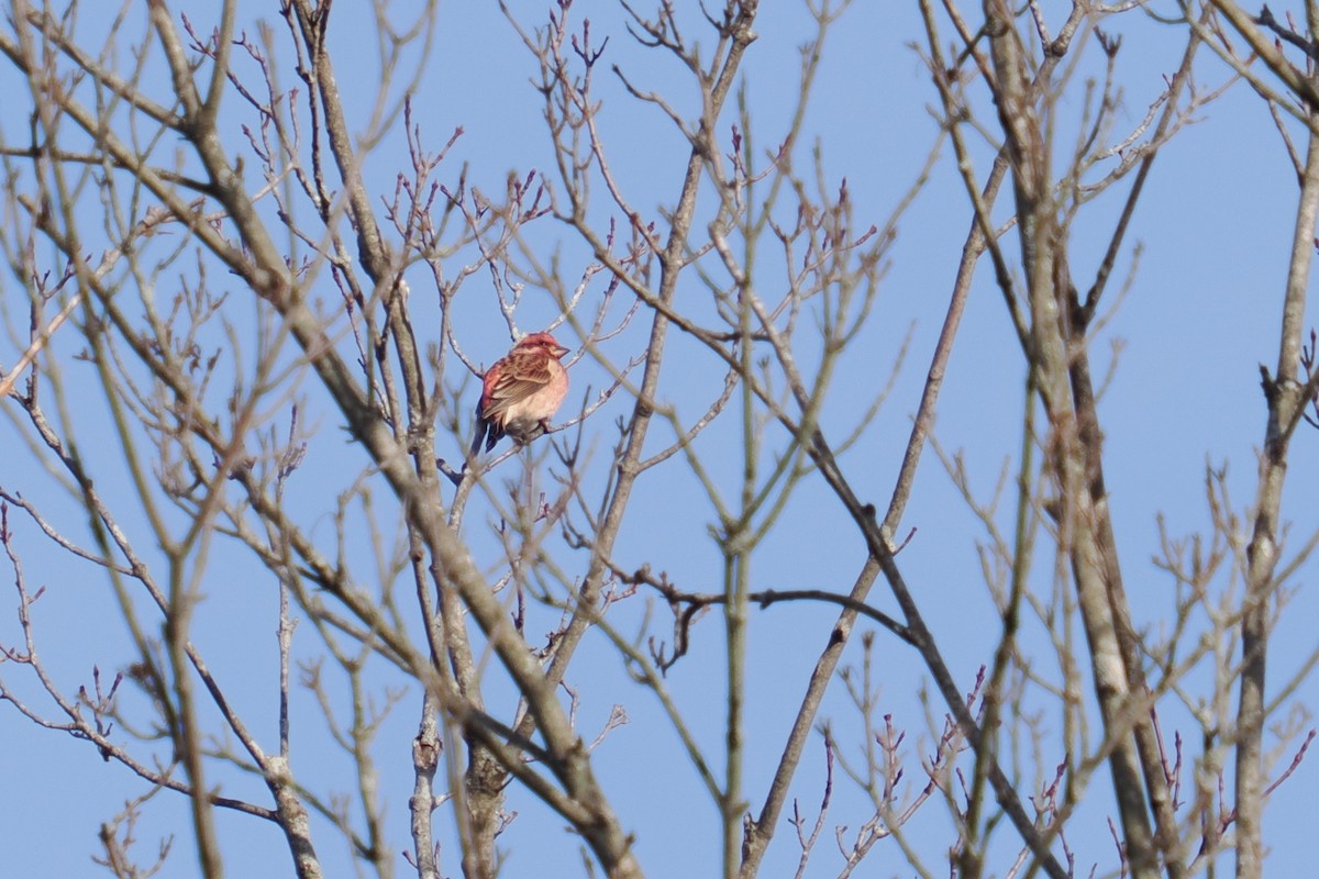 Purple Finch - ML646221310
