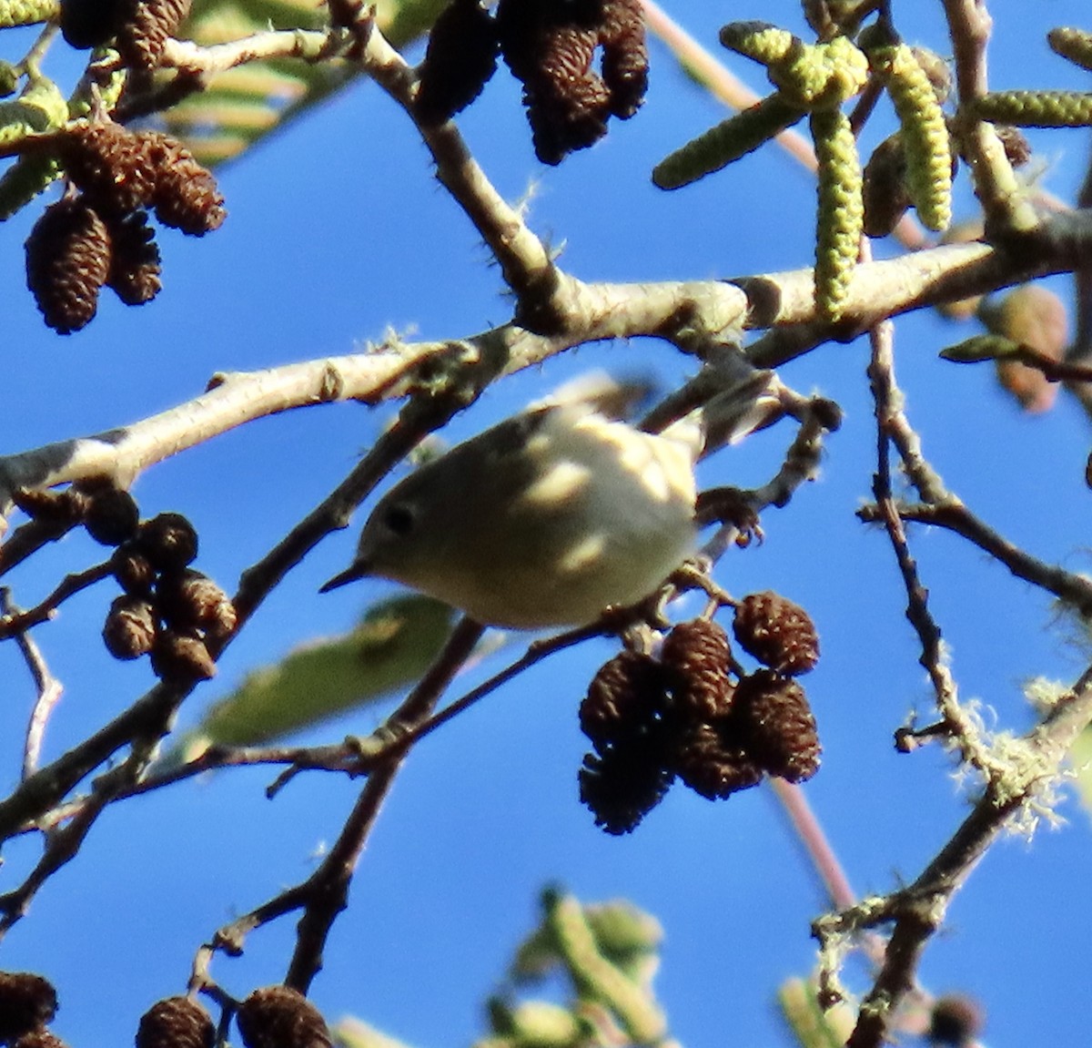Ruby-crowned Kinglet - ML646221312
