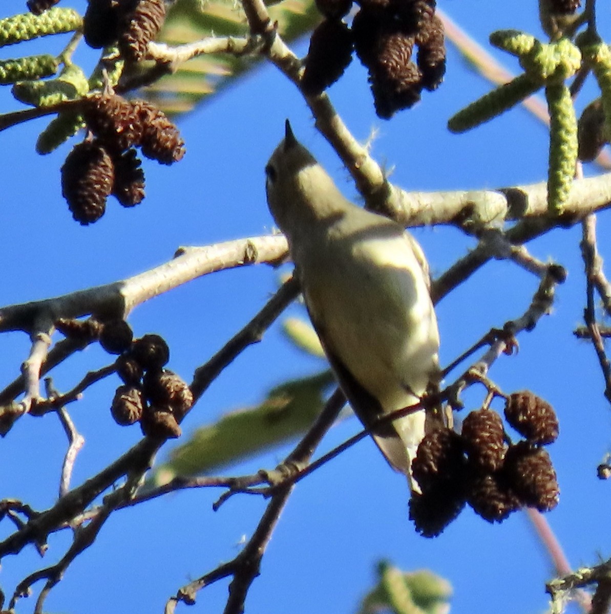 Ruby-crowned Kinglet - ML646221313