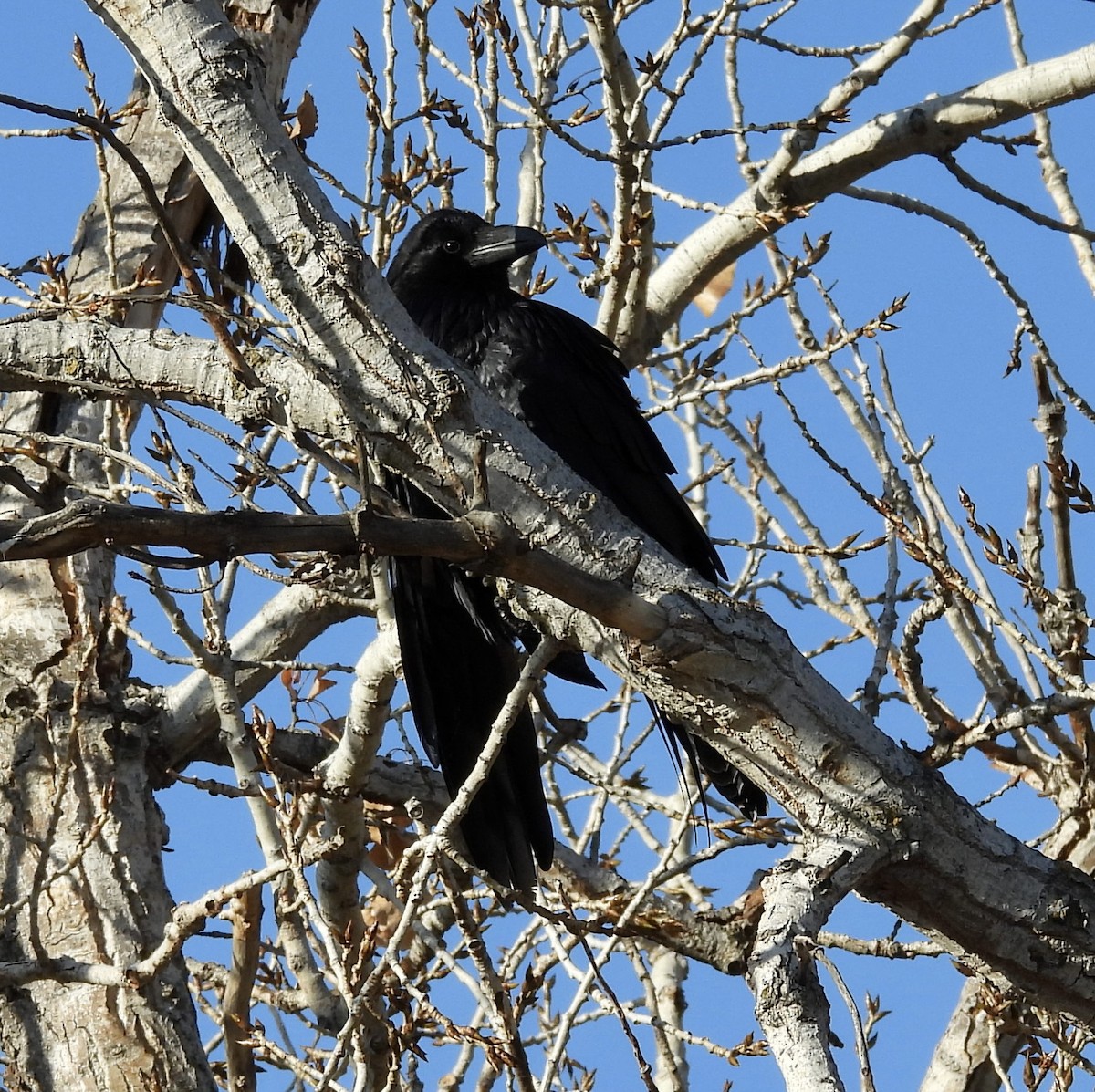 Common Raven - ML646221315