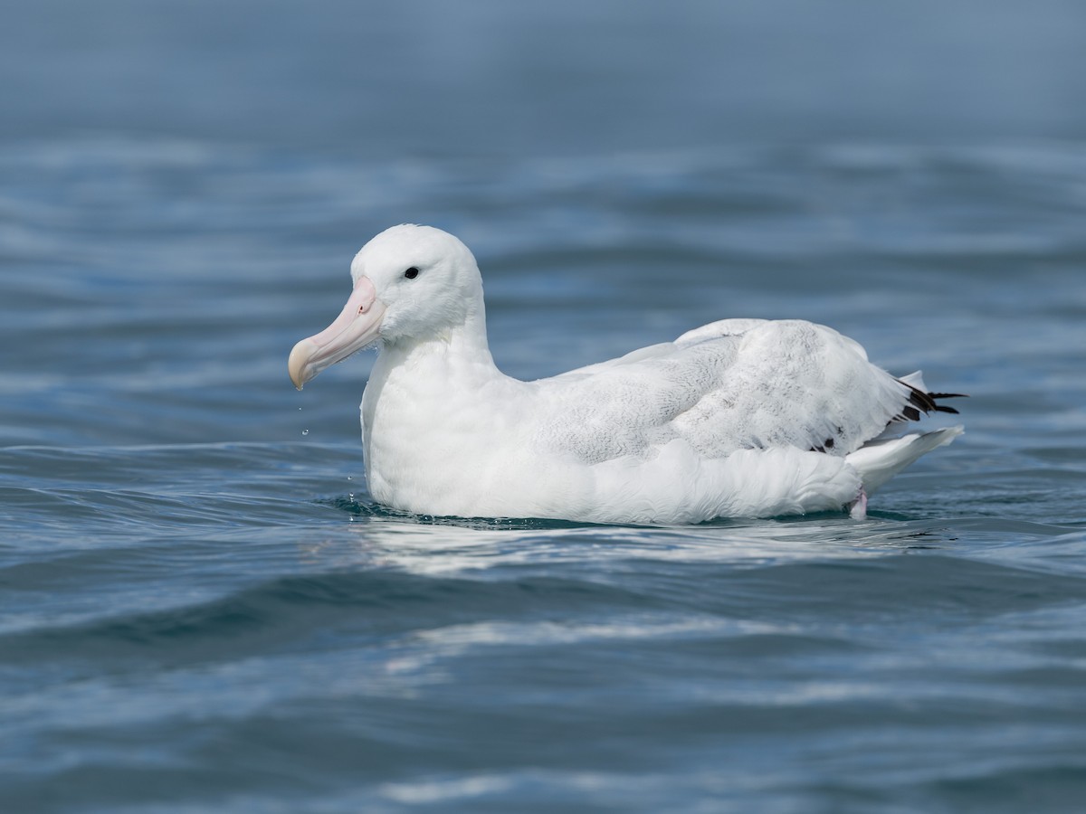 vandrealbatross - ML646221321