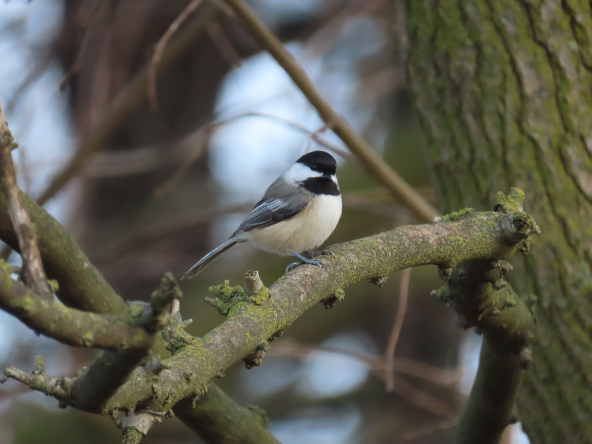 Black-capped Chickadee - ML646221329
