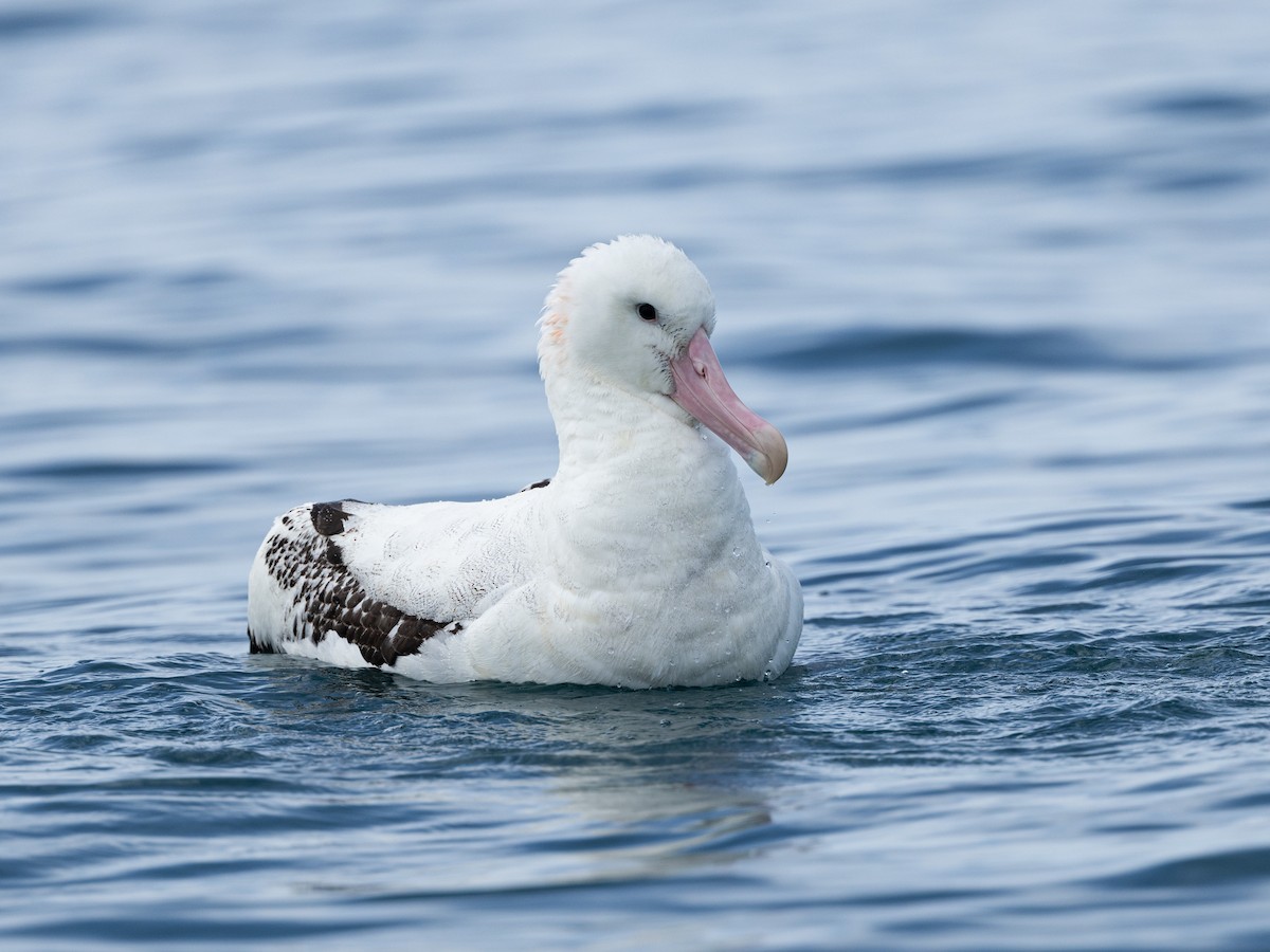 antipodealbatross - ML646221332