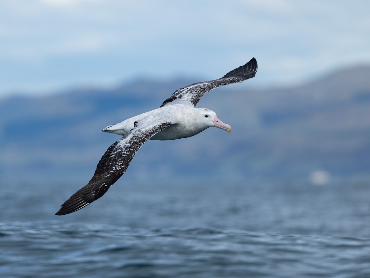 antipodealbatross - ML646221333