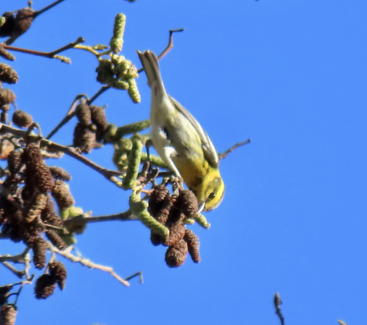 Townsend's Warbler - ML646221339