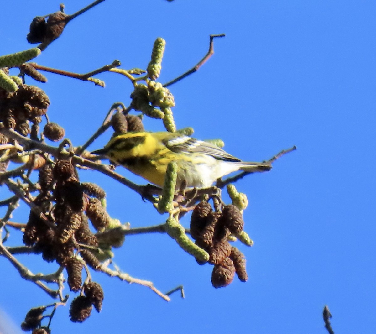 Townsend's Warbler - ML646221340