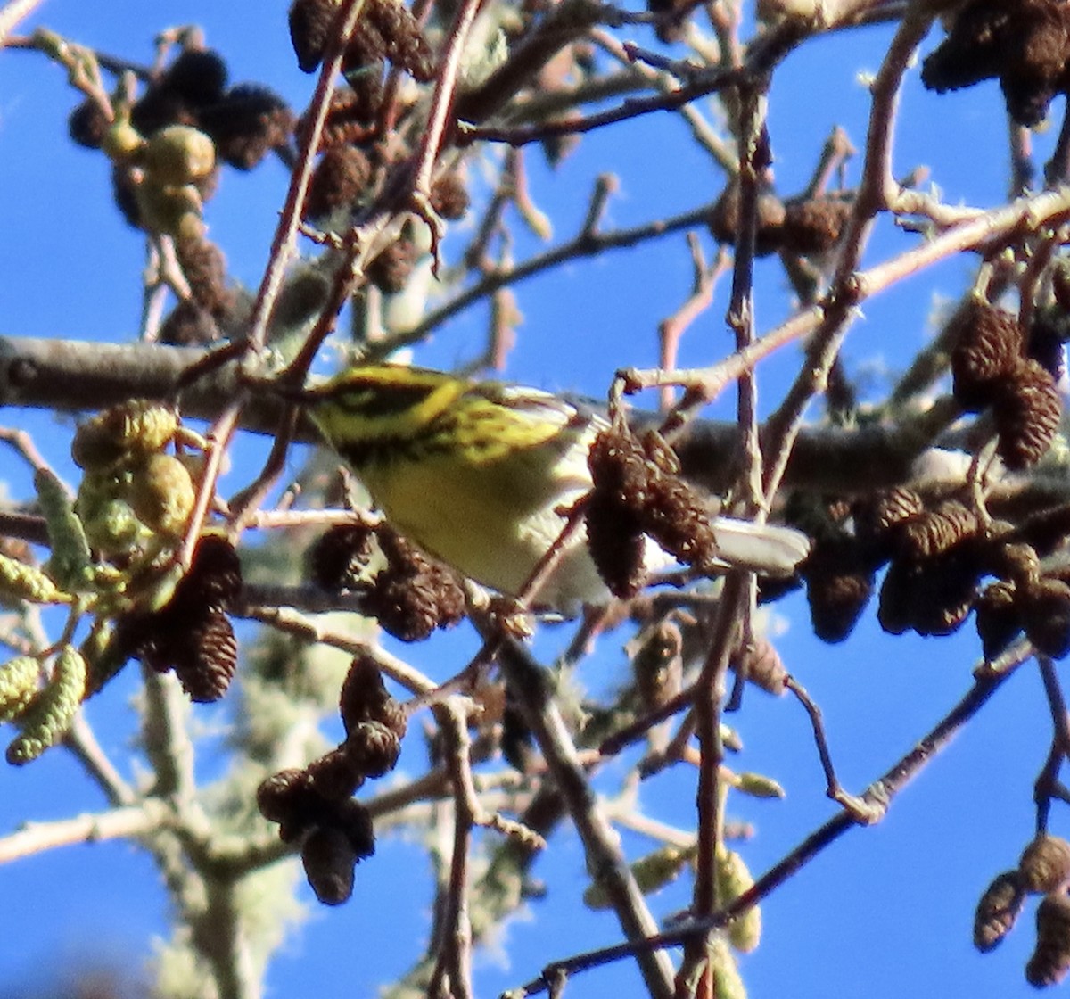 Townsend's Warbler - ML646221341