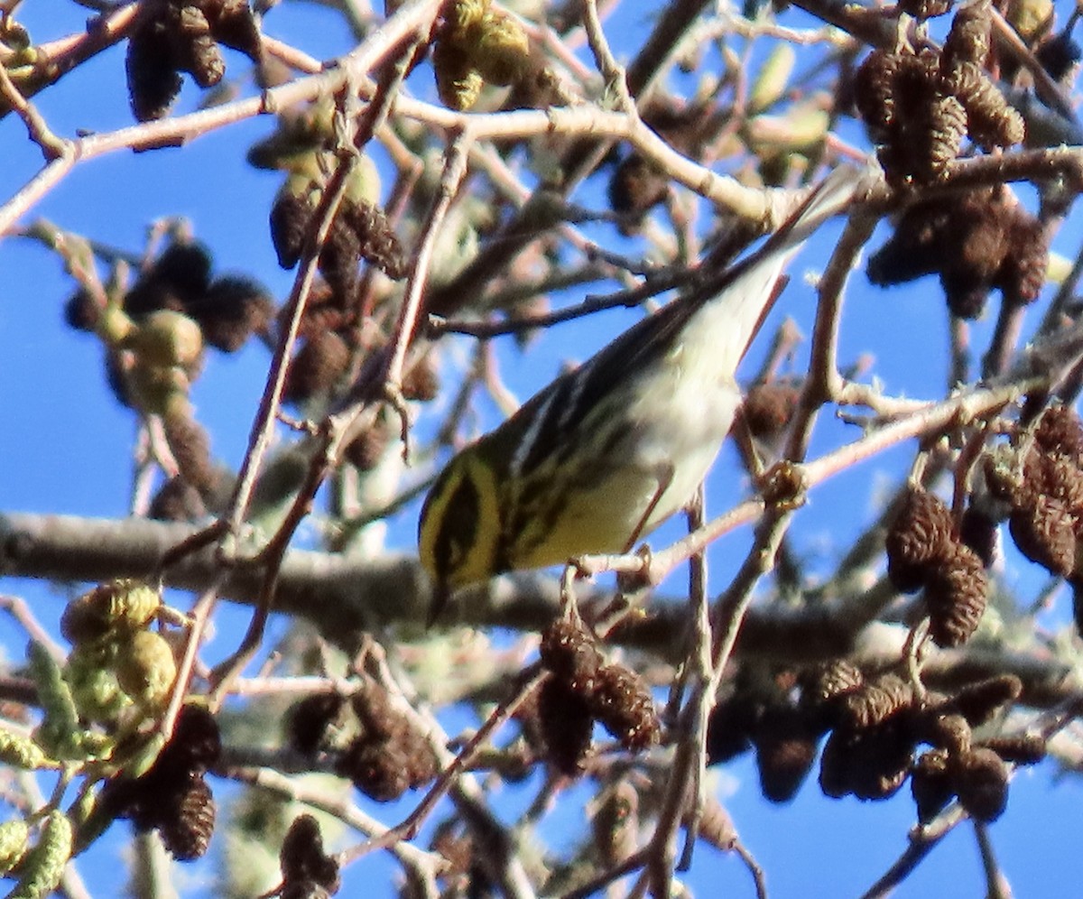 Townsend's Warbler - ML646221342
