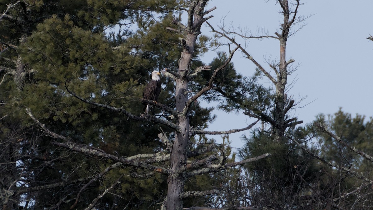 Pygargue à tête blanche - ML646221345