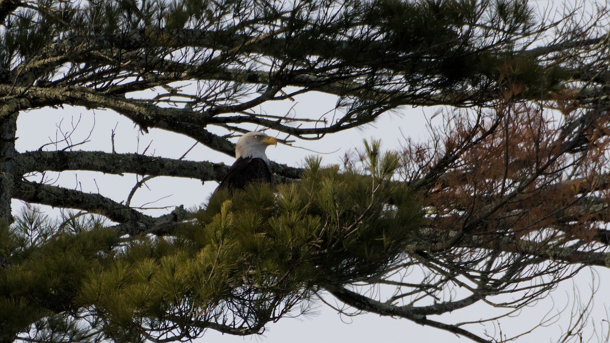 Pygargue à tête blanche - ML646221346