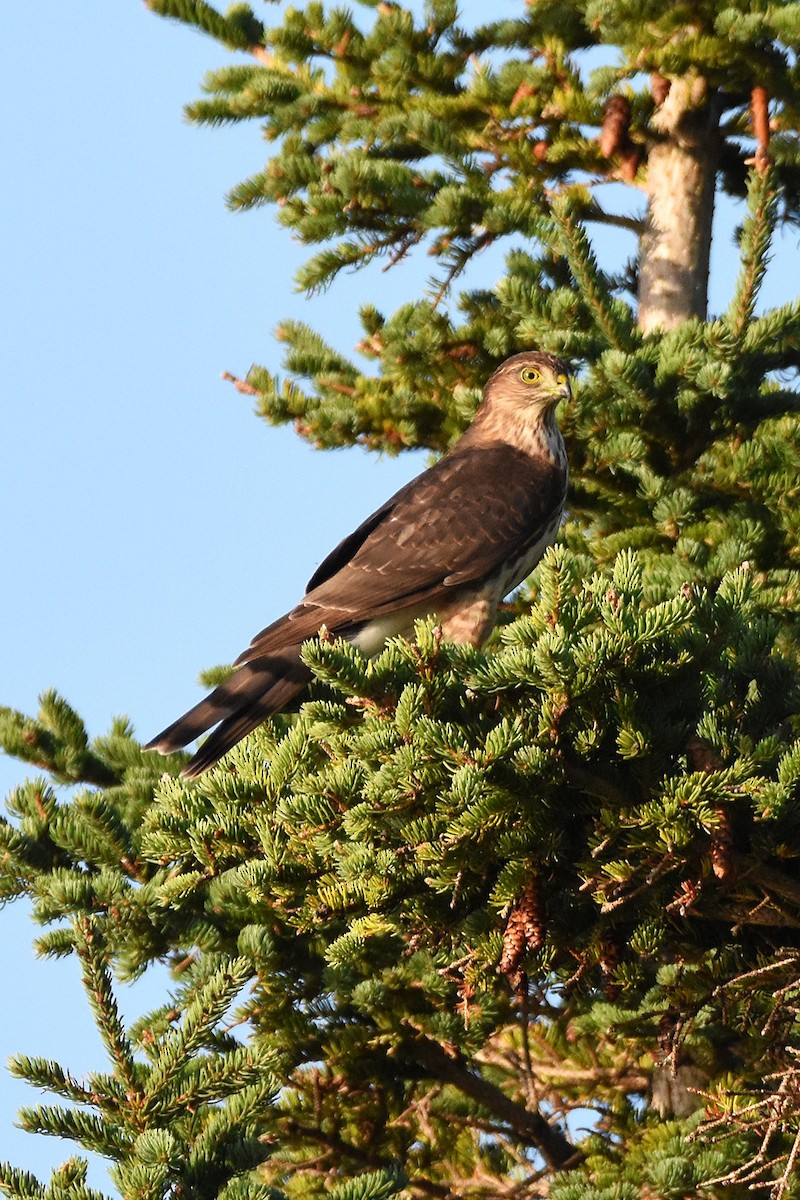 Sharp-shinned Hawk - ML646221347