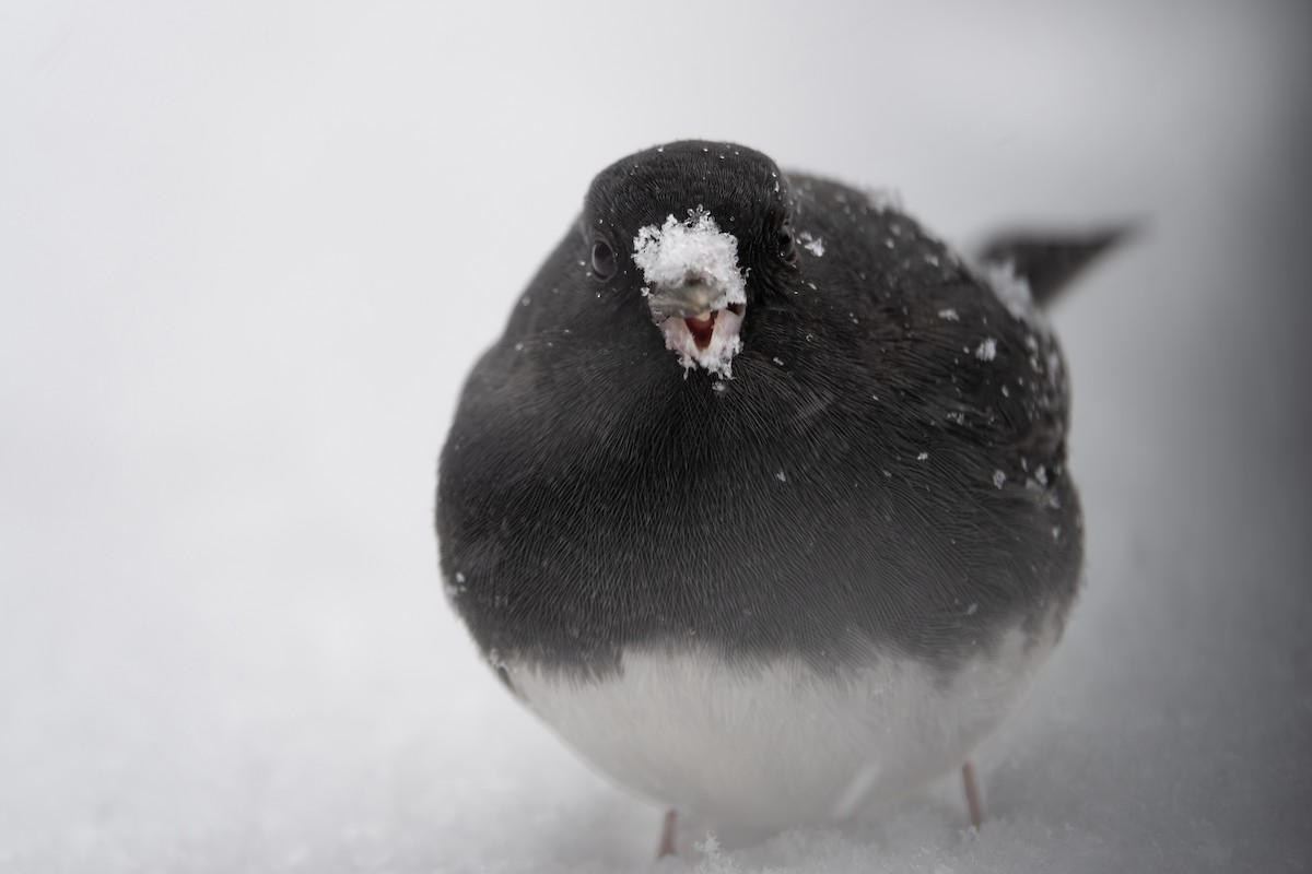 Dark-eyed Junco (Slate-colored) - ML646221353