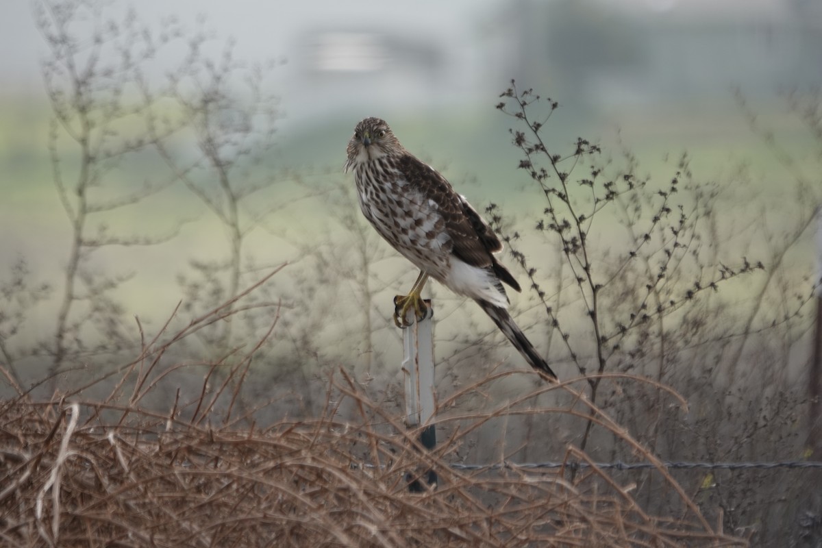 Cooper's Hawk - ML646221359