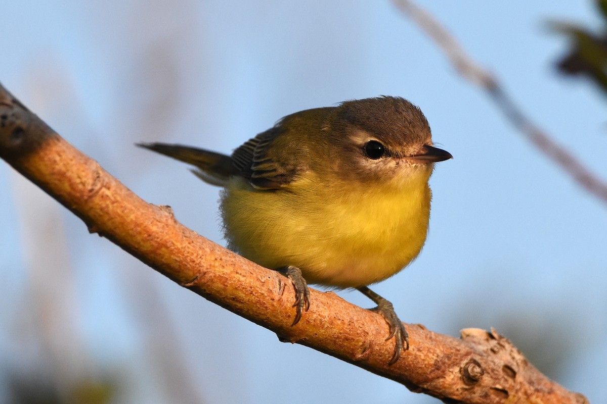 Bireo filadelfiarra - ML646221368