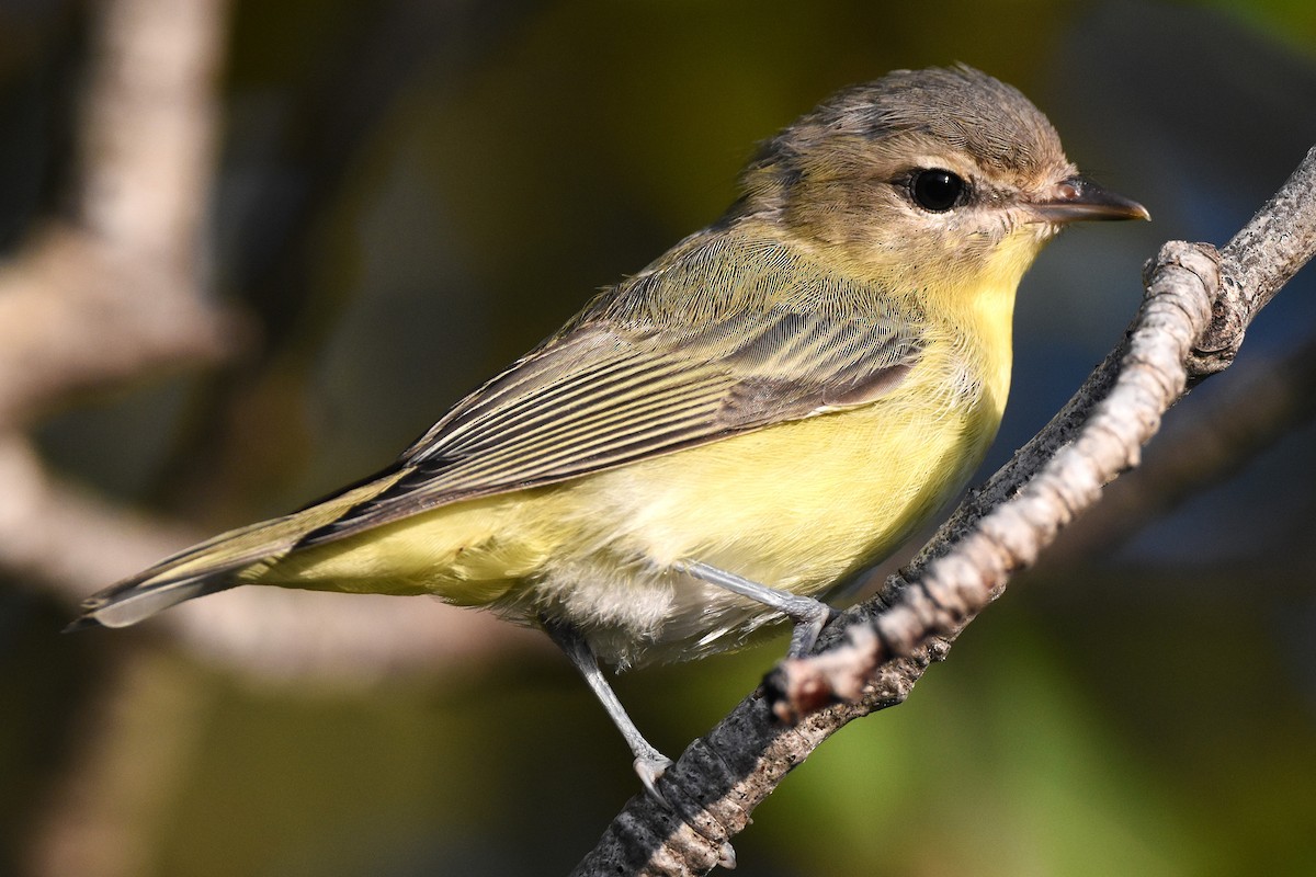 Bireo filadelfiarra - ML646221369