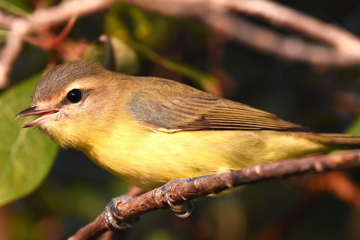 Bireo filadelfiarra - ML646221370