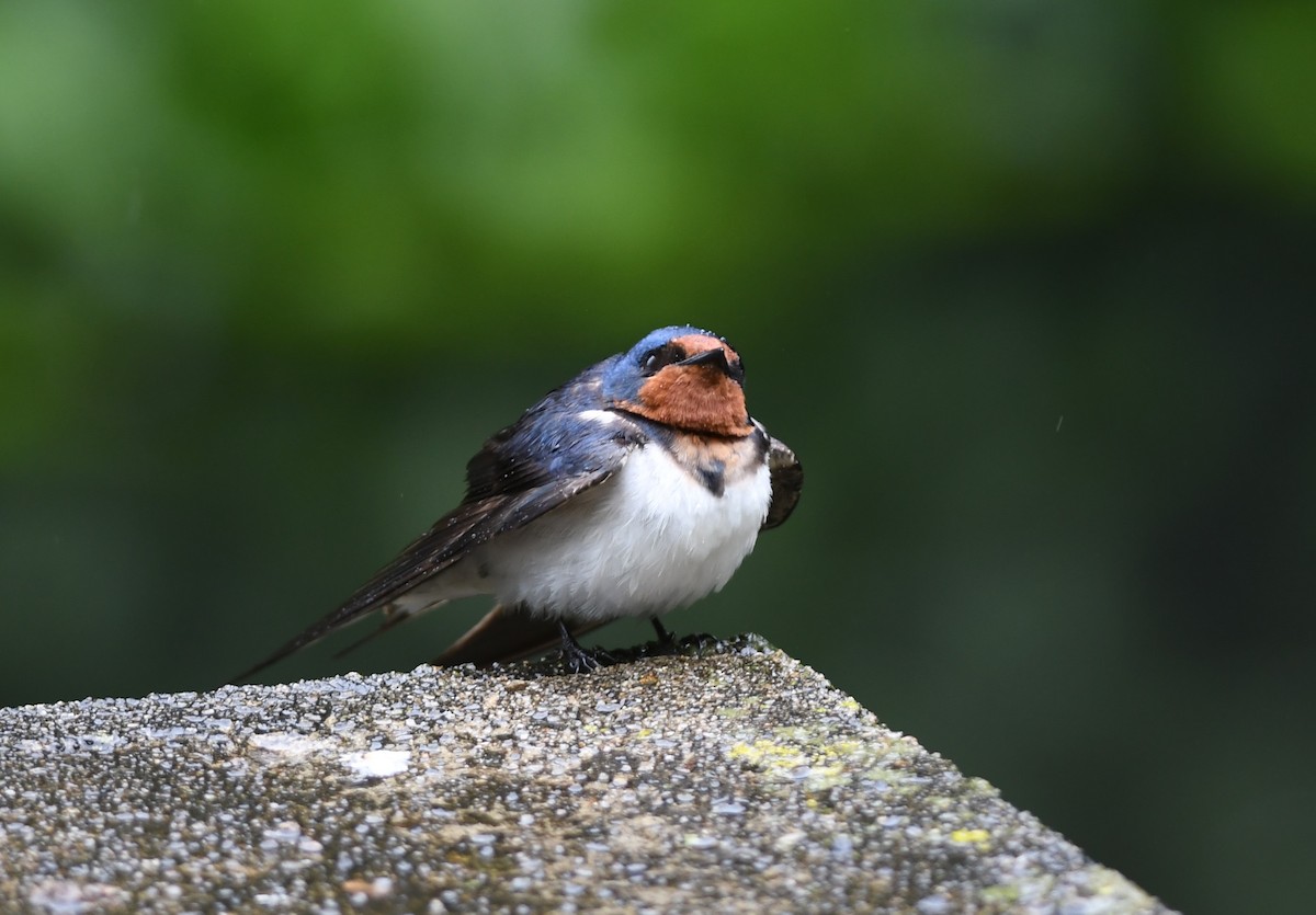 Ластівка сільська - ML646221372