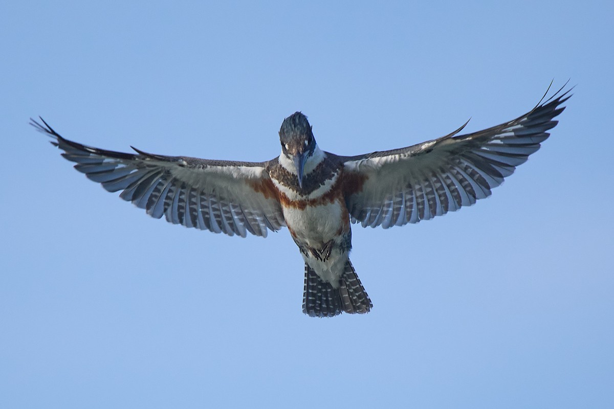 rybařík pruhoprsý - ML646221373