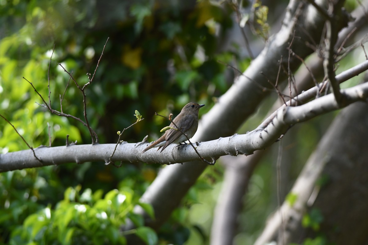 Мухоловка синя - ML646221375