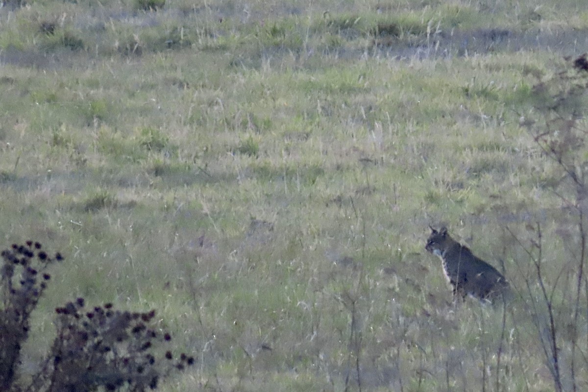 Western Bobcat - ML646221377