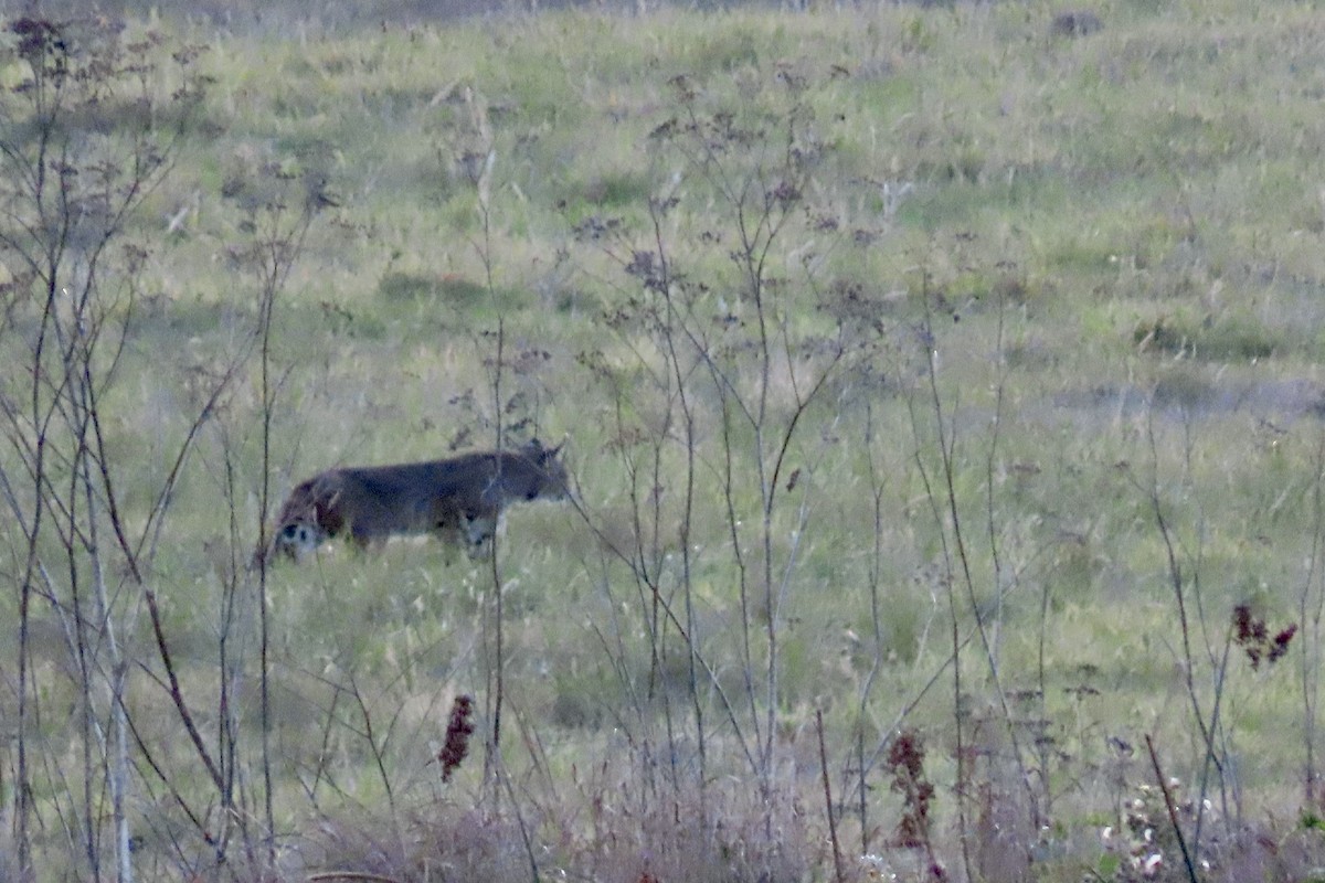 Western Bobcat - ML646221378