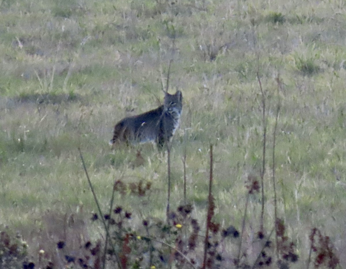Western Bobcat - ML646221379
