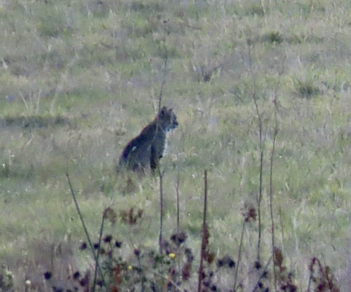 Western Bobcat - ML646221380